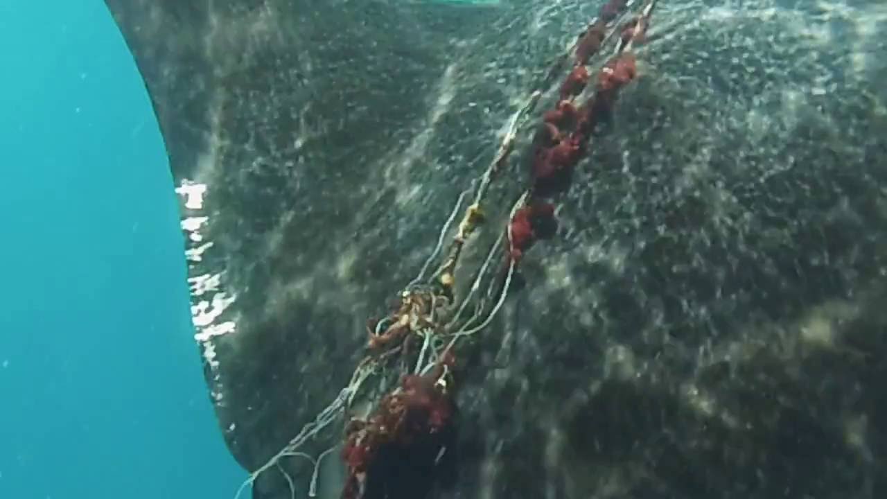 Rescuing a Manta Ray- Manta Caribbean Project