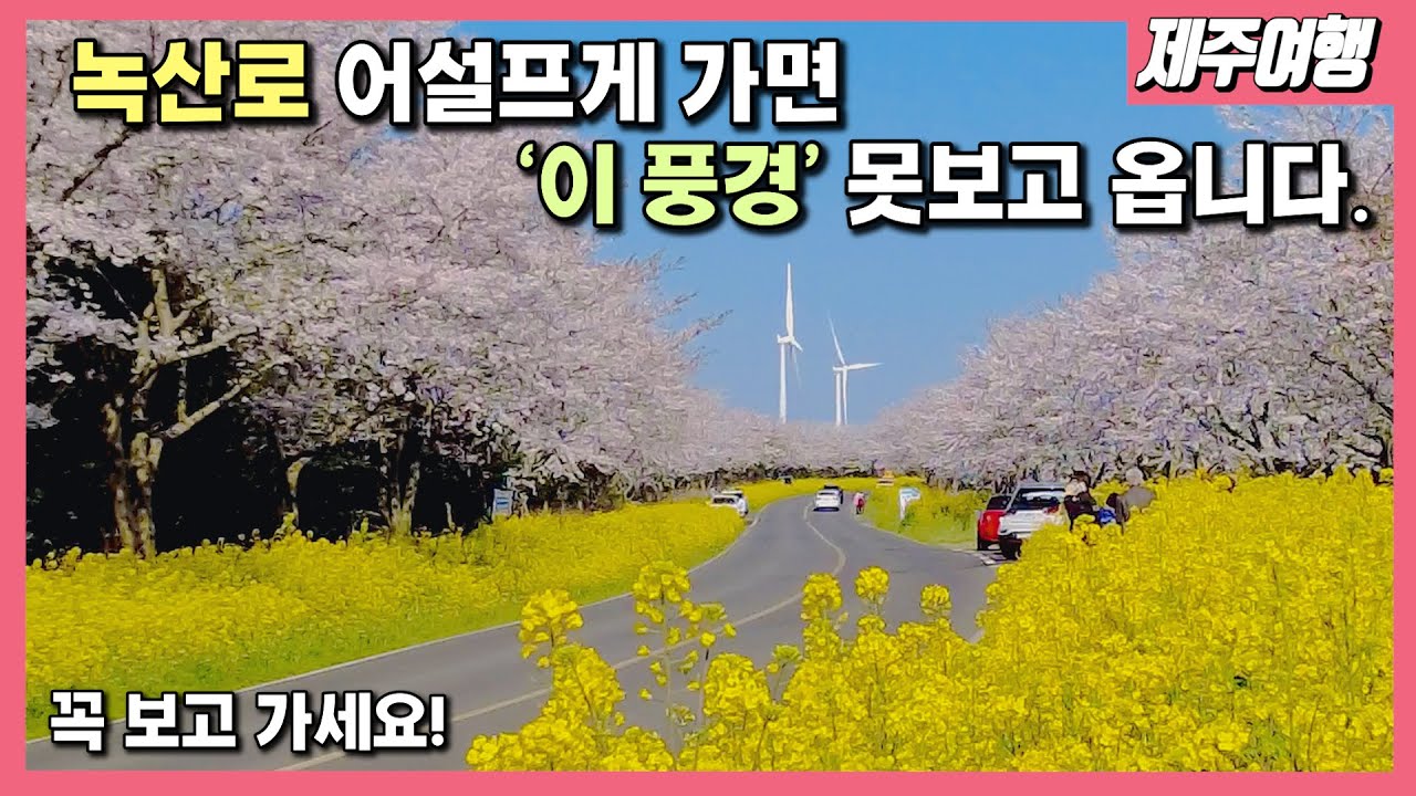 [제주여행] 그 유명하다는 녹산로! 어디로 가야하는 지 알려드림! 제주지리 일타강사 쥬리에뜨 출동~ [feat.제주유채꽃축제/제주봄꽃]