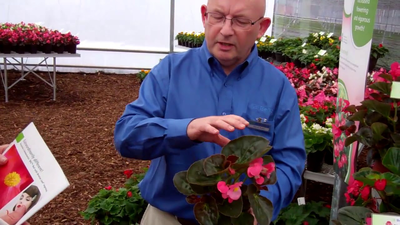 Benary's Begonia BIG