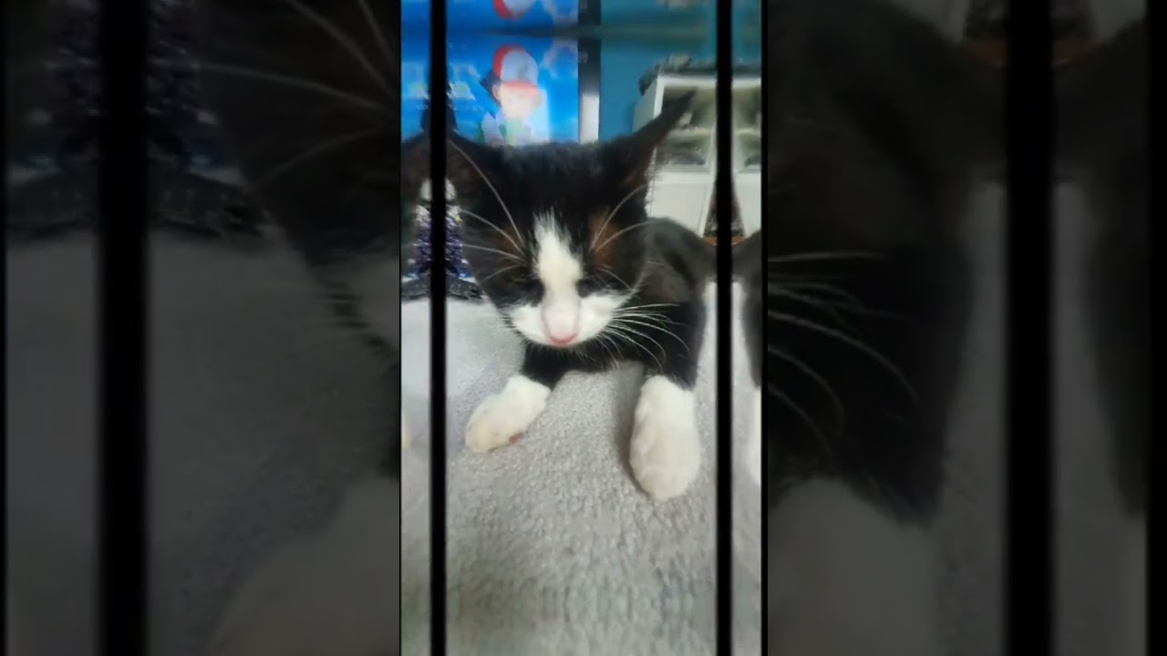 Flecki #katze #katzenvideo #katzenvideos