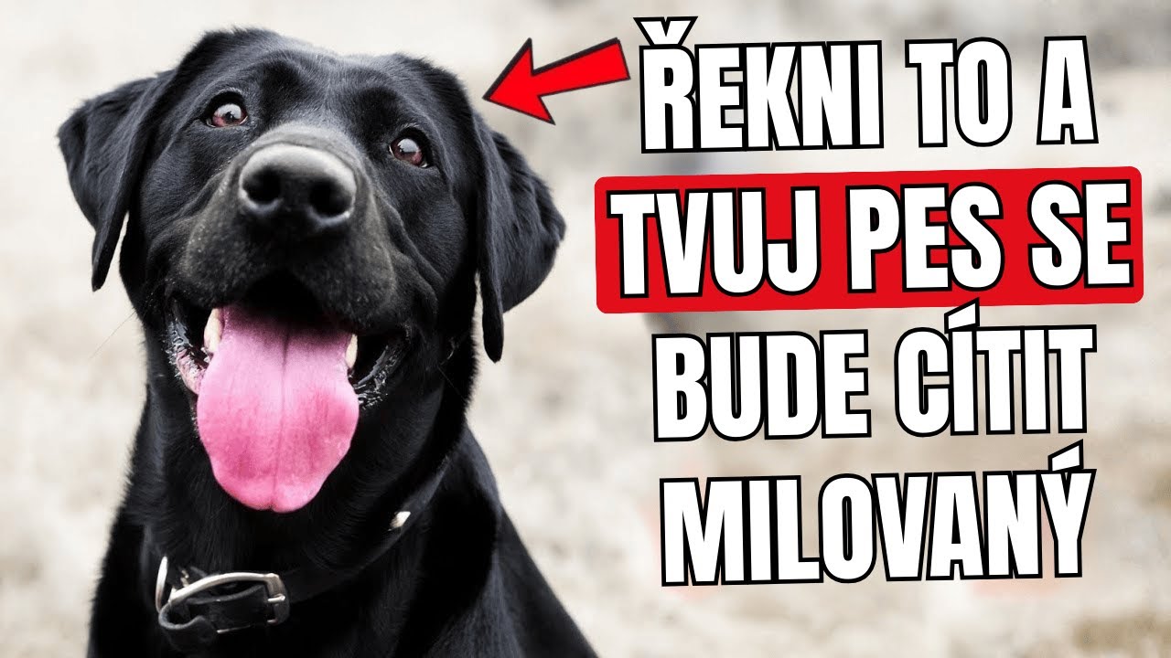 6 Slova, díky kterým váš pes okamžitě pozná, že ho milujete