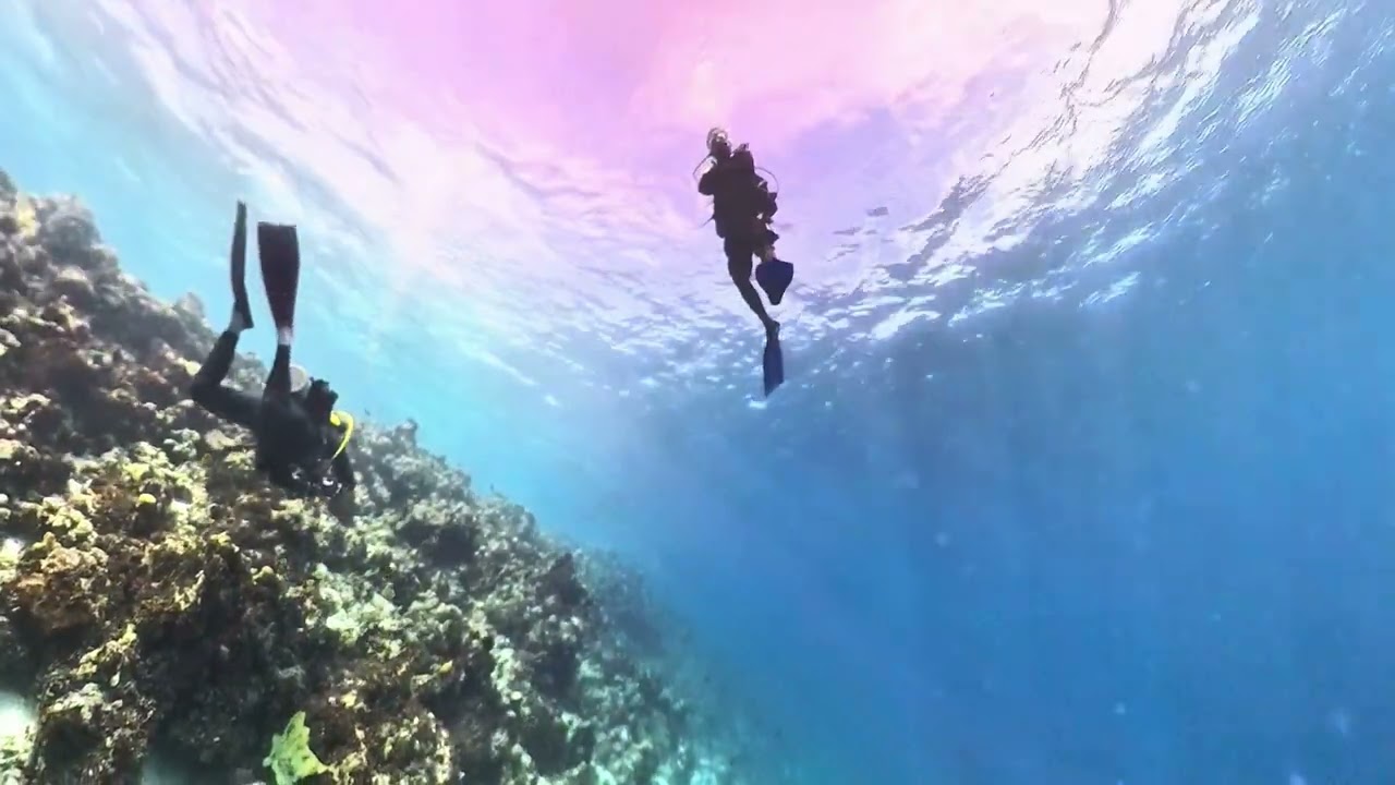 Diving in Gizo, Solomon Islands, Day 4.