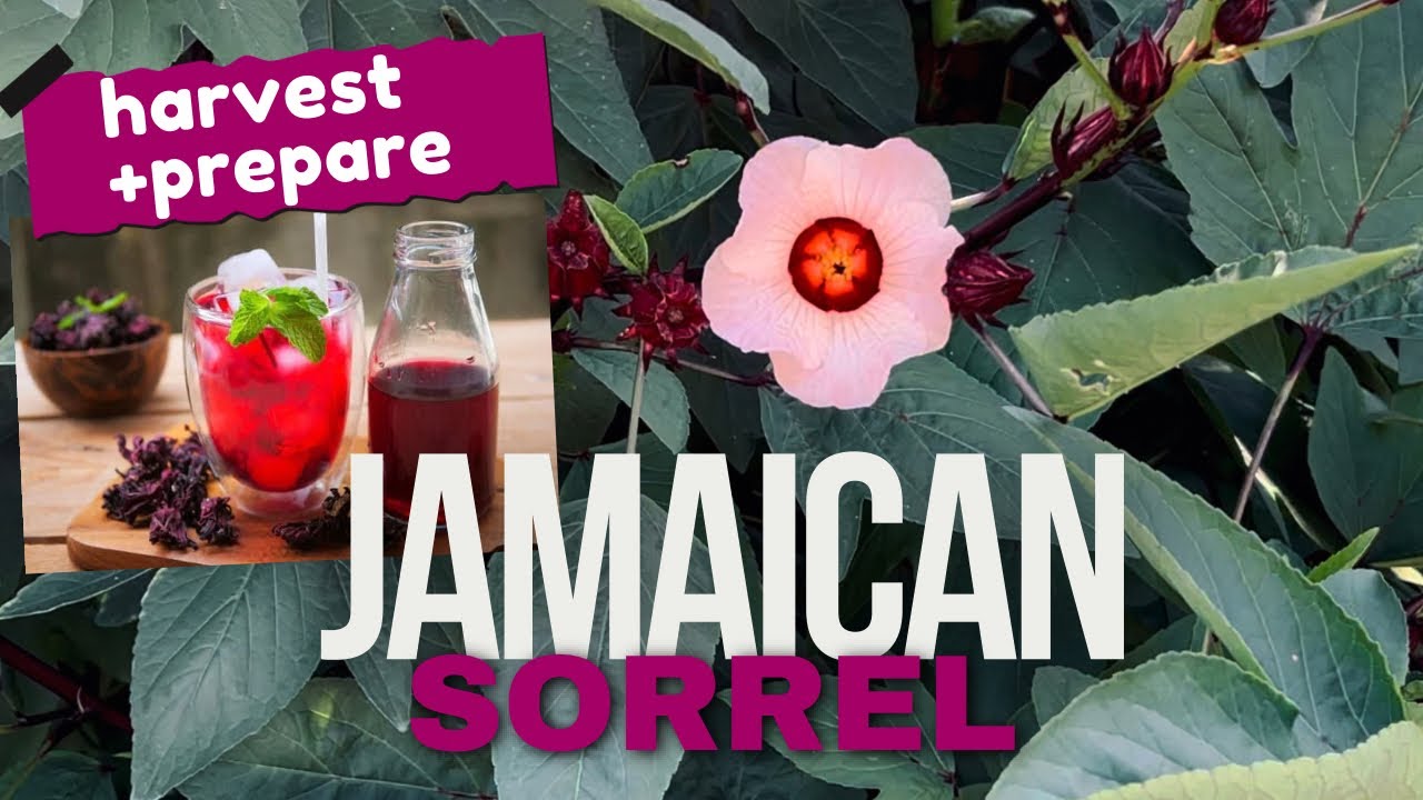 Harvest & Prepare Jamaican Sorrel Hibiscus for Tea