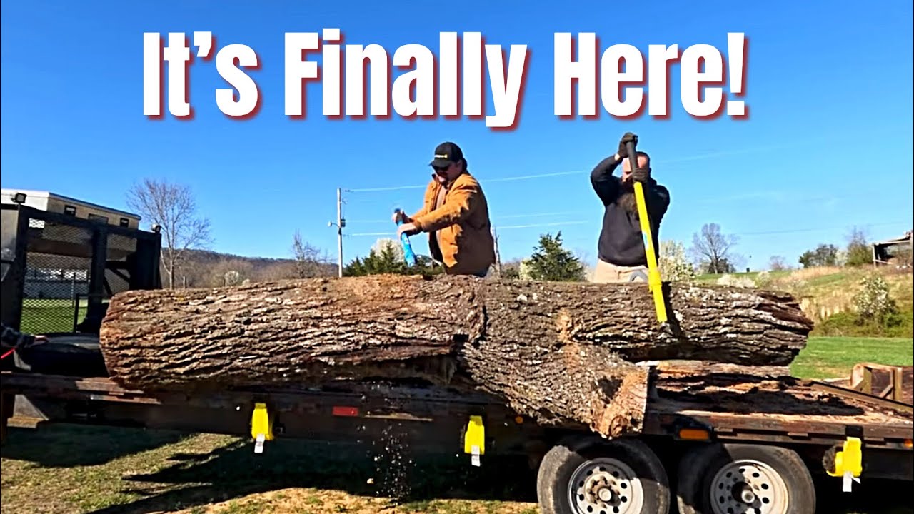 20Foot Long Epic Crotch Walnut Log Has Arrived!