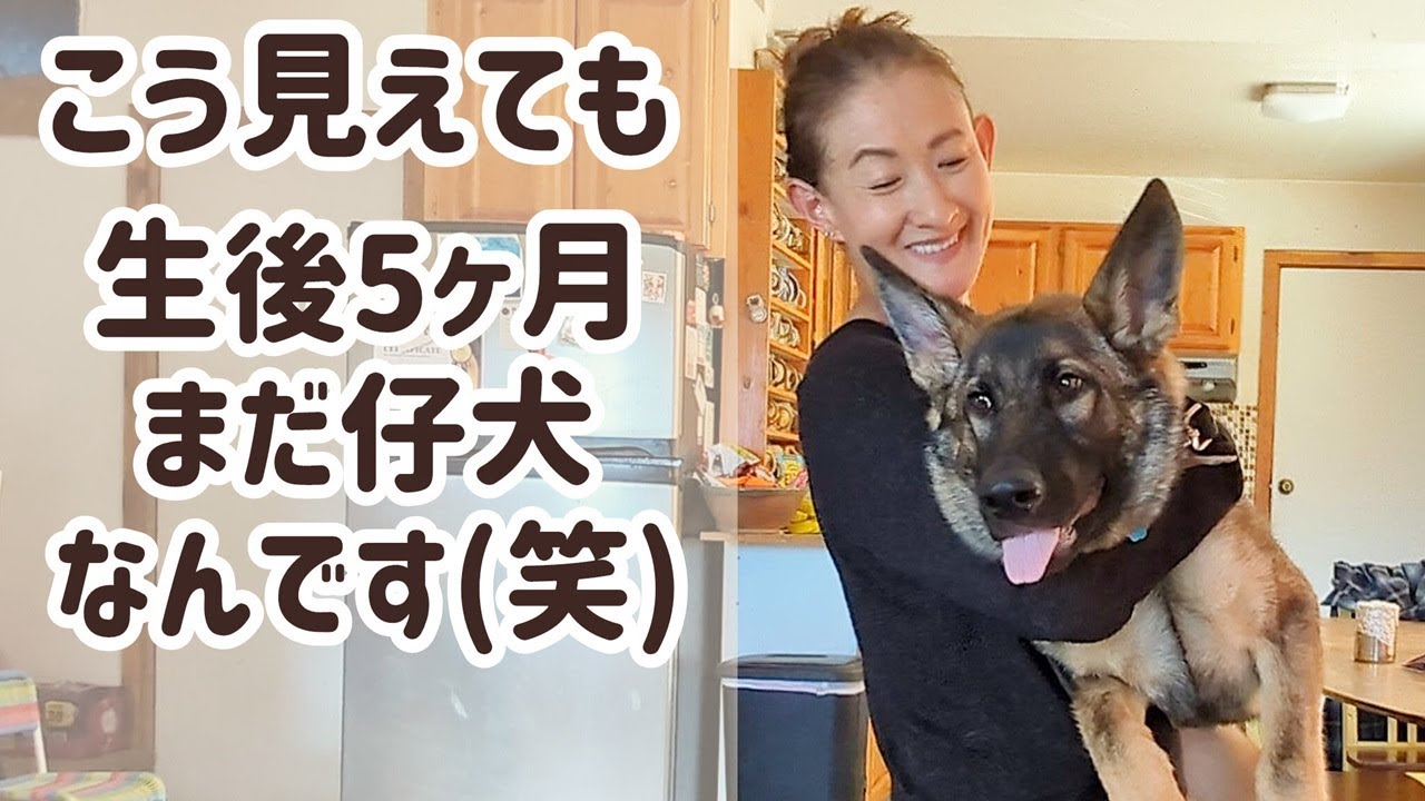 【ジャーマンシェパード】仔犬の顔から成犬の顔へ、シェパードらしくなってきました😊