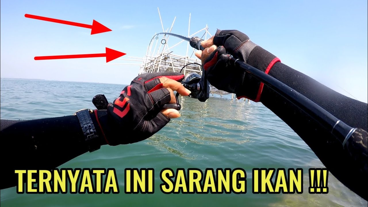 Mancing di Sarang Ikan Kakap Batu, Ikan nya Babon Semua Boss .. 😂😂😂