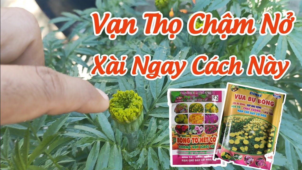 trồng vạn thọ tết - vạn thọ nở trễ, xịt sâu trên bông,kiểm tra lượng nước
