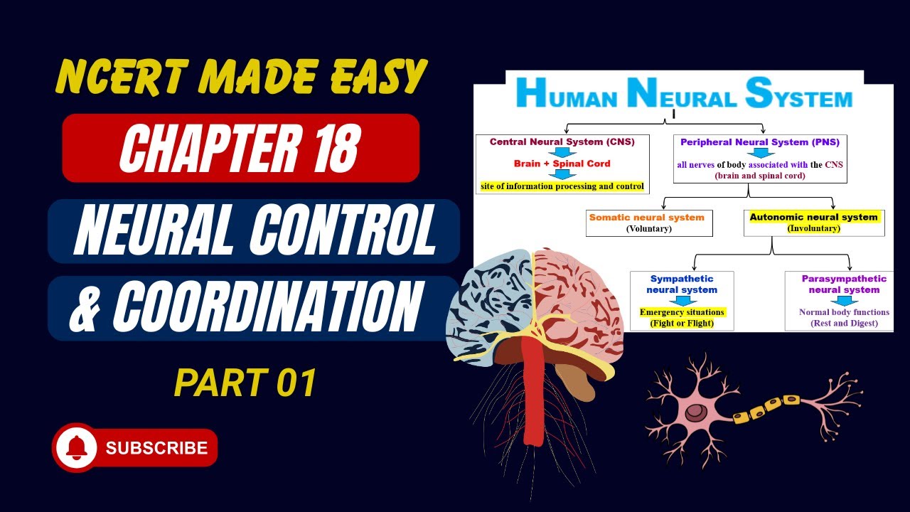 Neural Control and Coordination | Part 01 | Human Neural System | NCERT Line by Line Explain | NEET