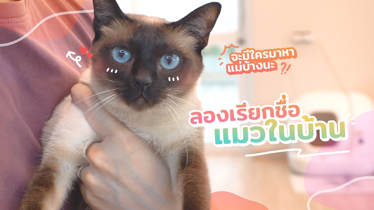 แมวรู้ชื่อตัวเองไหมนะ หรือแค่แกล้งไม่สนใจแม่กันแน่?