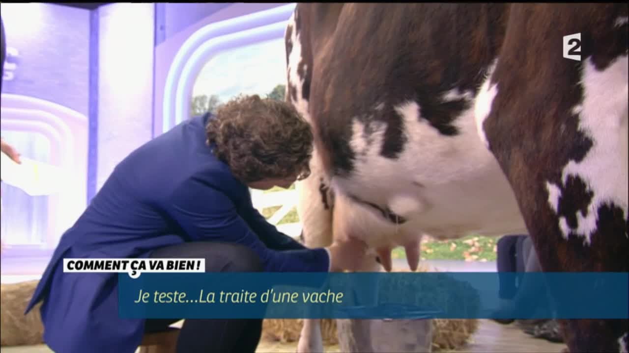 [CONSO] Traire une vache #CCVB