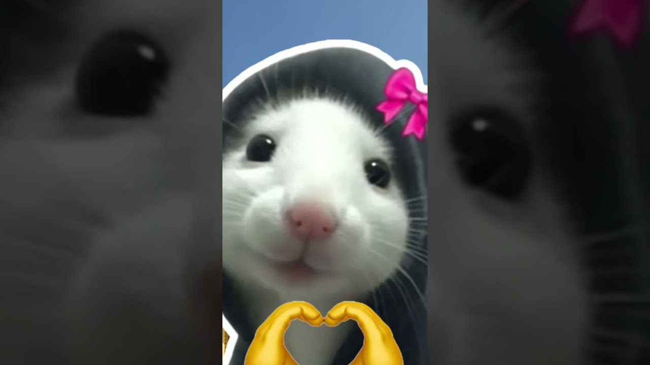 브이로그 2편!! (오래 기다리셨죠..?죄송합니다..꾸벅)#루빈#샤연#딸윤#키나