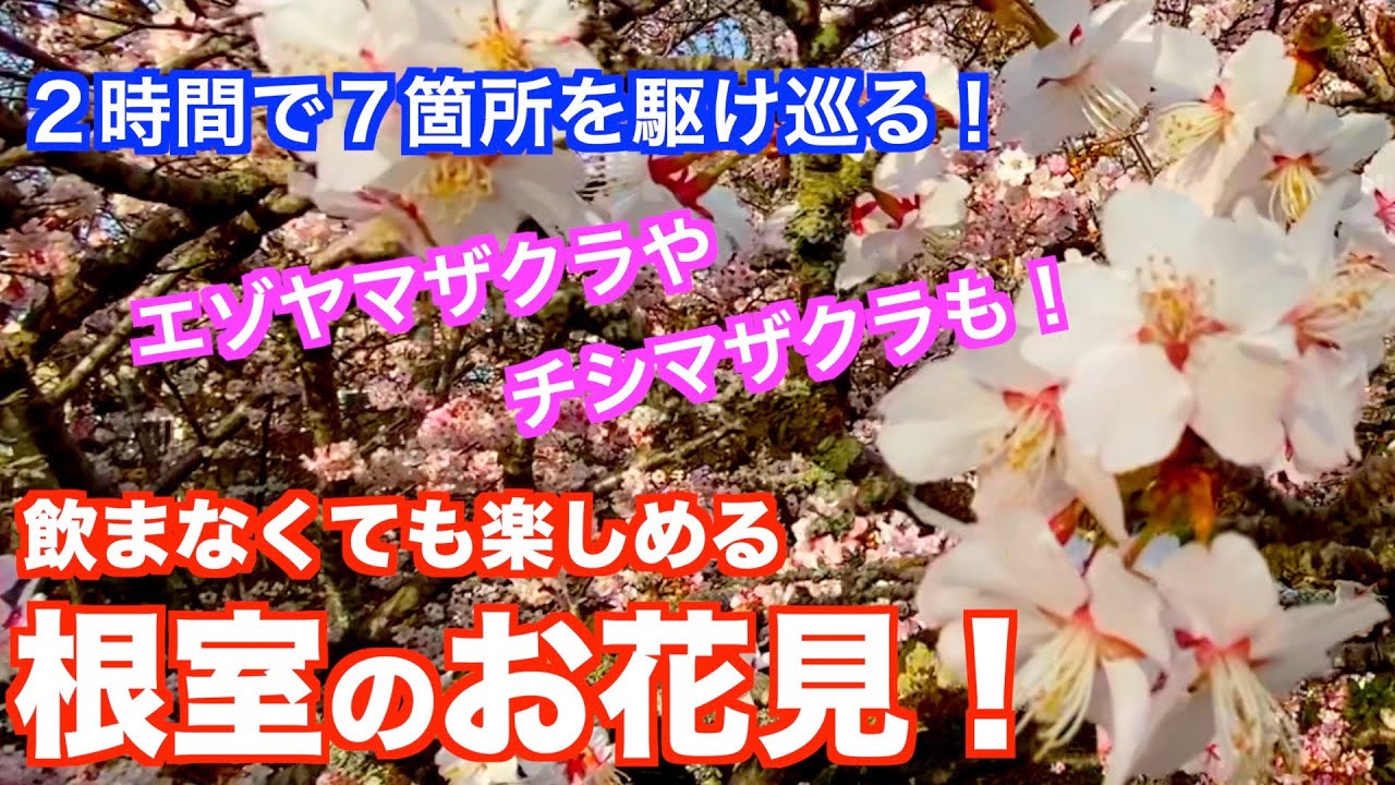 【北海道・根室市】根室のお花見！７箇所一気に駆け巡ります！