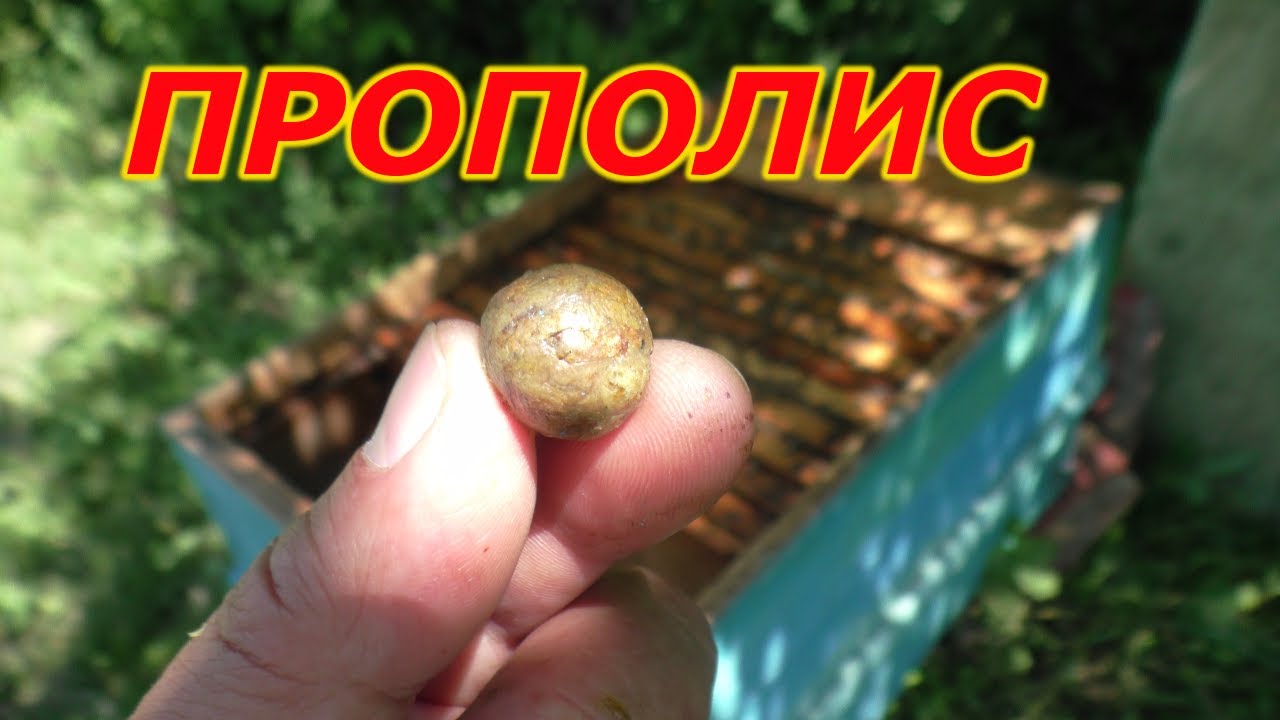 Как собрать ПРОПОЛИС -  этот ценный продукт пчеловодства