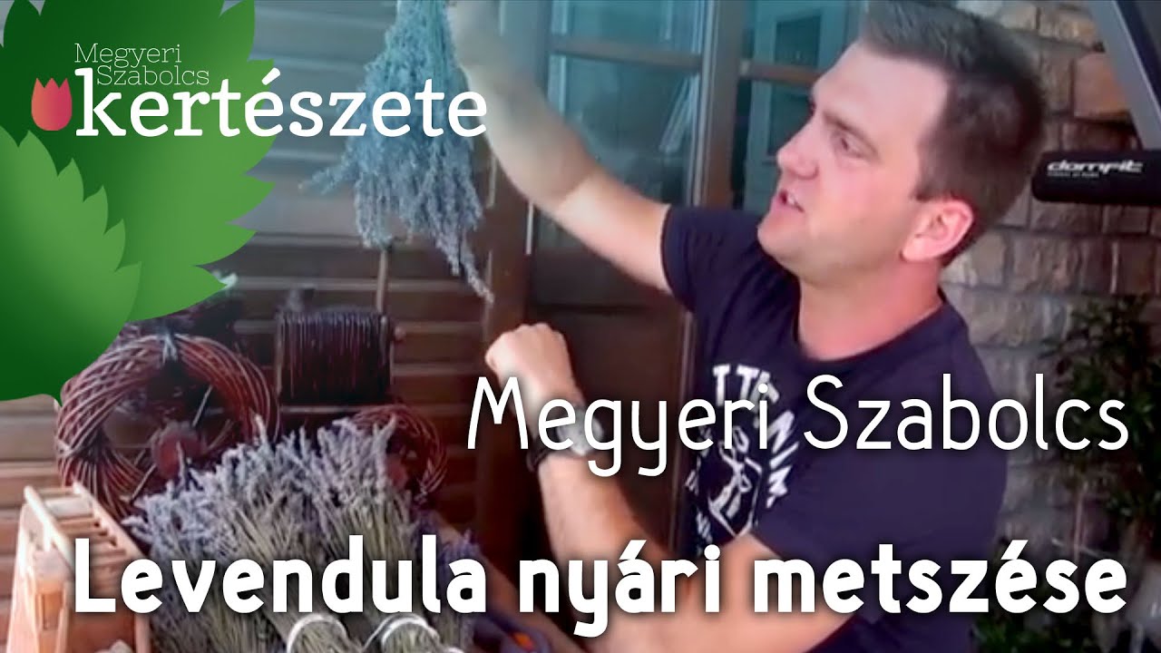 Levendula ny&aacute;ri metsz&eacute;se - Megyeri Szabolcs Kert&eacute;szet Győr