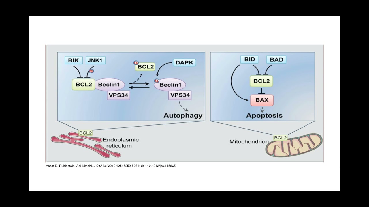 Bcl2 Bak Biology