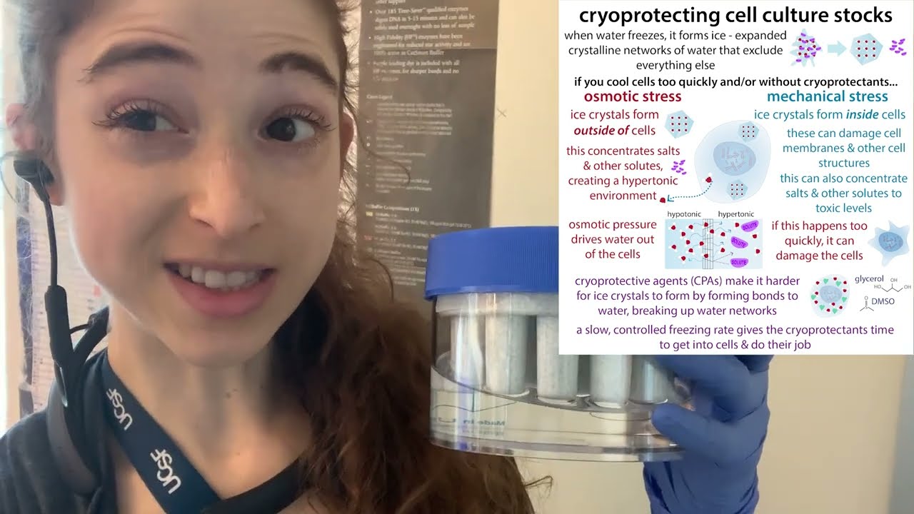 Cryopreserving cell stocks
