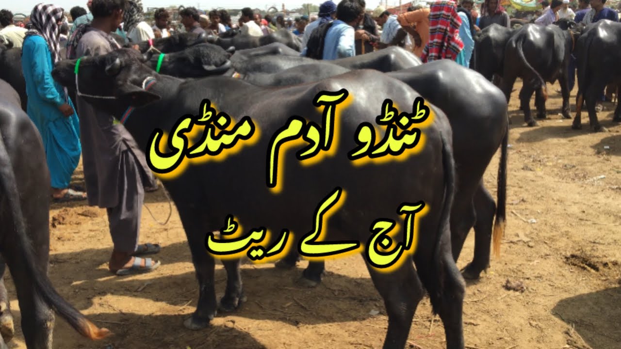 Tando Adam Mandi update 11 October 2025