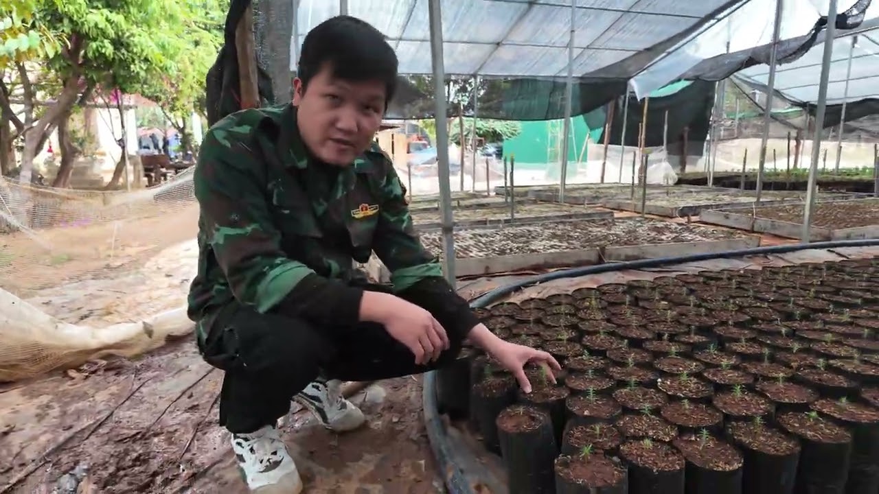 Ươm Mầm Hoàng Đàn Tuyết Lạng sơn | cây giá trị lâu năm