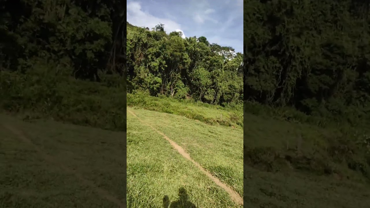 limpeza de pasto