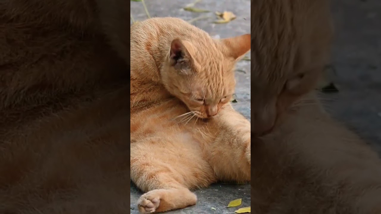Sweet street kitty #catshorts #catshort #streetcats #streetcatrescue