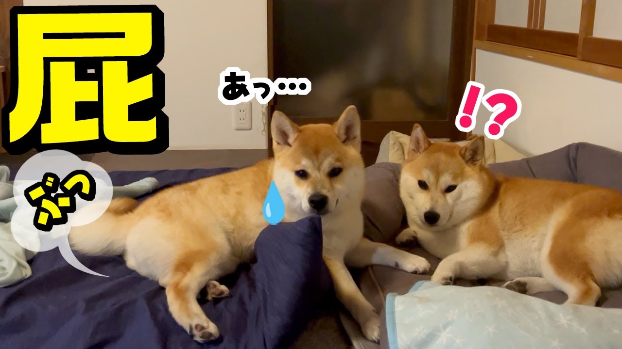 特大の屁をこき必死で誤魔化そうとする妹柴犬がこちらです