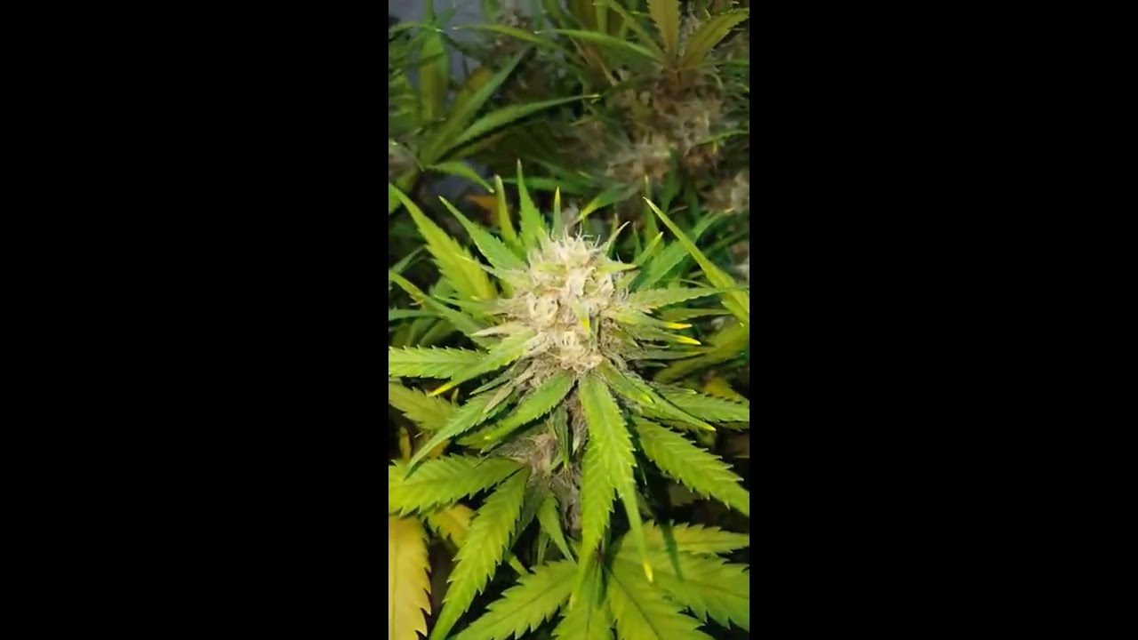 Fast Buds - Gorilla Glue Auto late stage