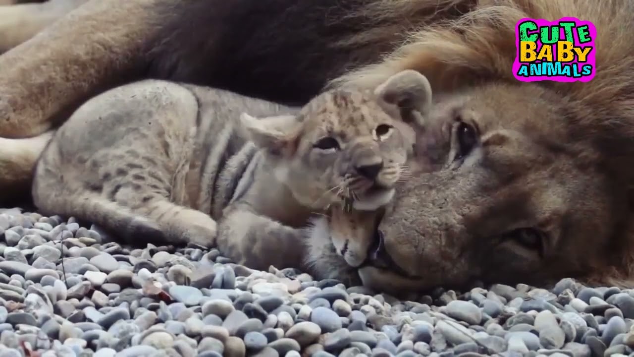 Dad Always Take Care and Playing With His Adorable Lion Cubs