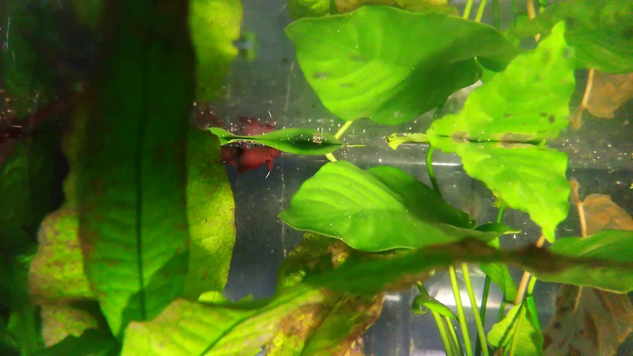 Betta api api breeding
