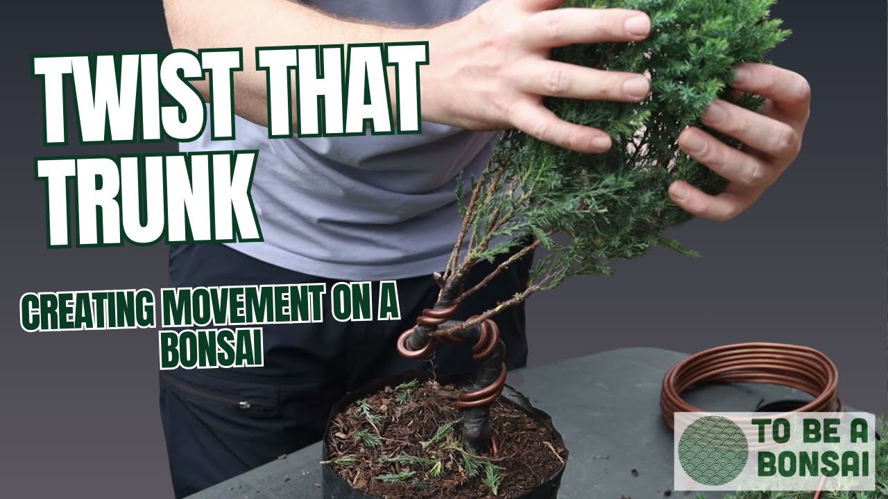 Creating Movement on a Juniper Chinensis Bonsai