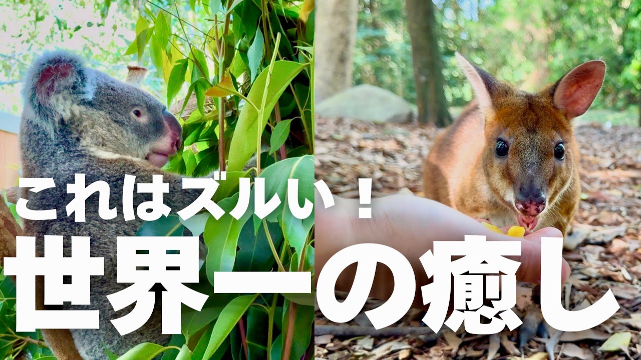 【ケアンズ×コアラ】🇦🇺世界一癒されるハートリーズ動物園｜オーストラリア旅行