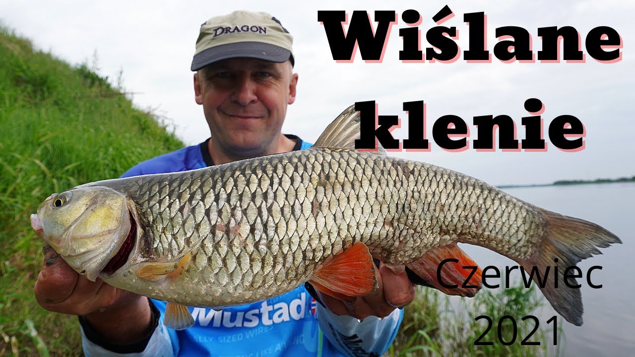 Wiślane klenie