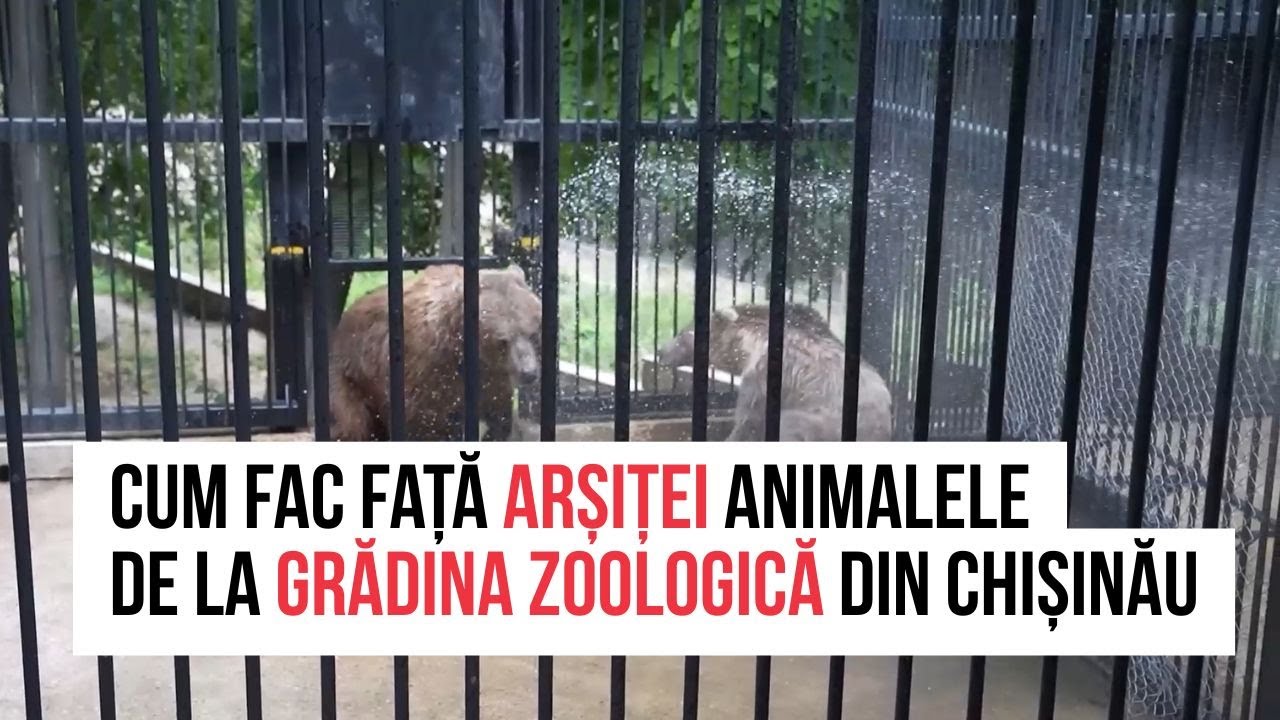 Aer condiționat, duș, carne rece.Cum fac față arșiței animalele de la Grădina Zoologică din Chișinău