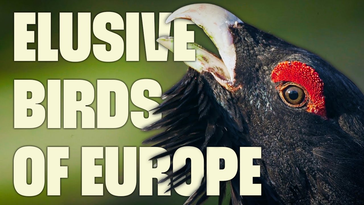 Lost Forest Dwellers | FULL DOCUMENTARY | Europe's Wilderness | @UltimateNatureDocs