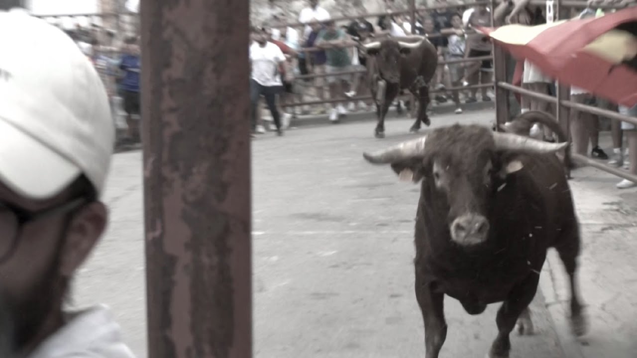 As&iacute; se vive el encierro por las calles en Cogolludo