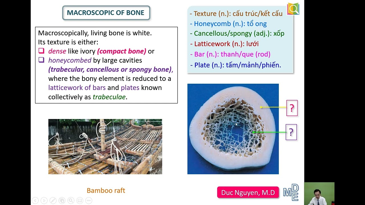 GENERAL ANATOMY—Skeletal System—Part II