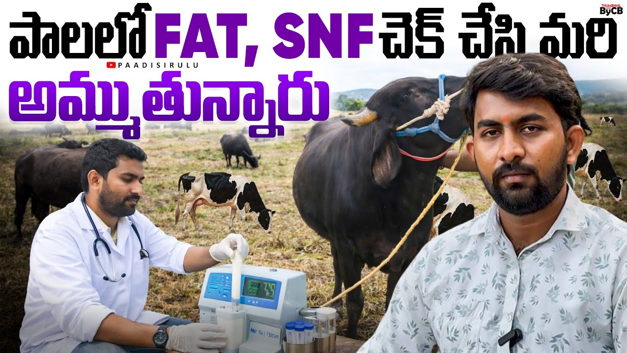 మీకు ఇంత గ్యారంటీ ఎవ్వరు ఇవ్వరు 🤯🤷🏻‍♂️🤷🏻‍♂️🎯#viral #amalapuram #paadisirulu #lab #trending #milk 