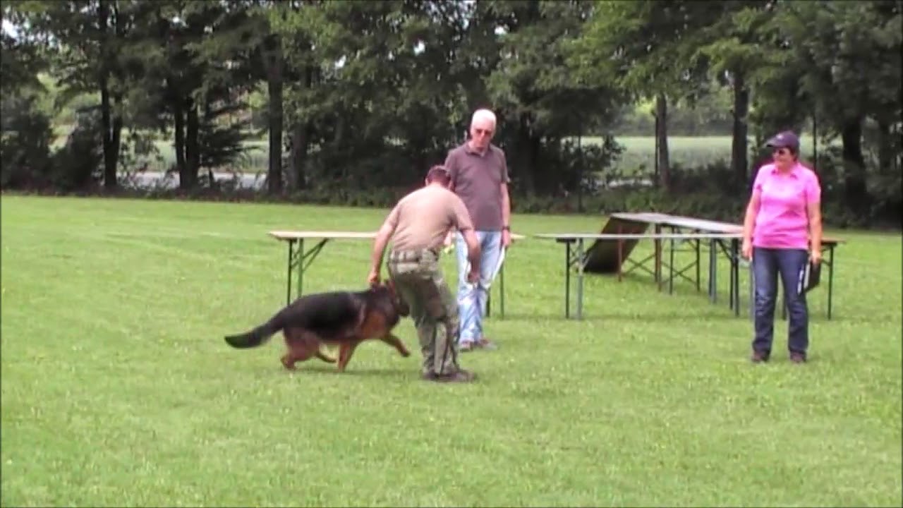 Wesenstest Schäferhunde  Teil 1