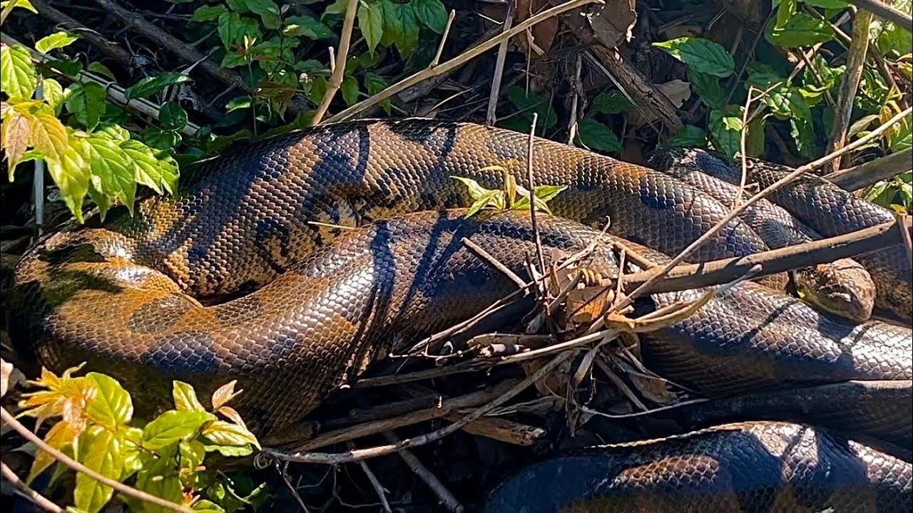 DUAS SUCURIS GIGANTES NA BEIRA DO RIO! Caçadores de Anacondas - E2