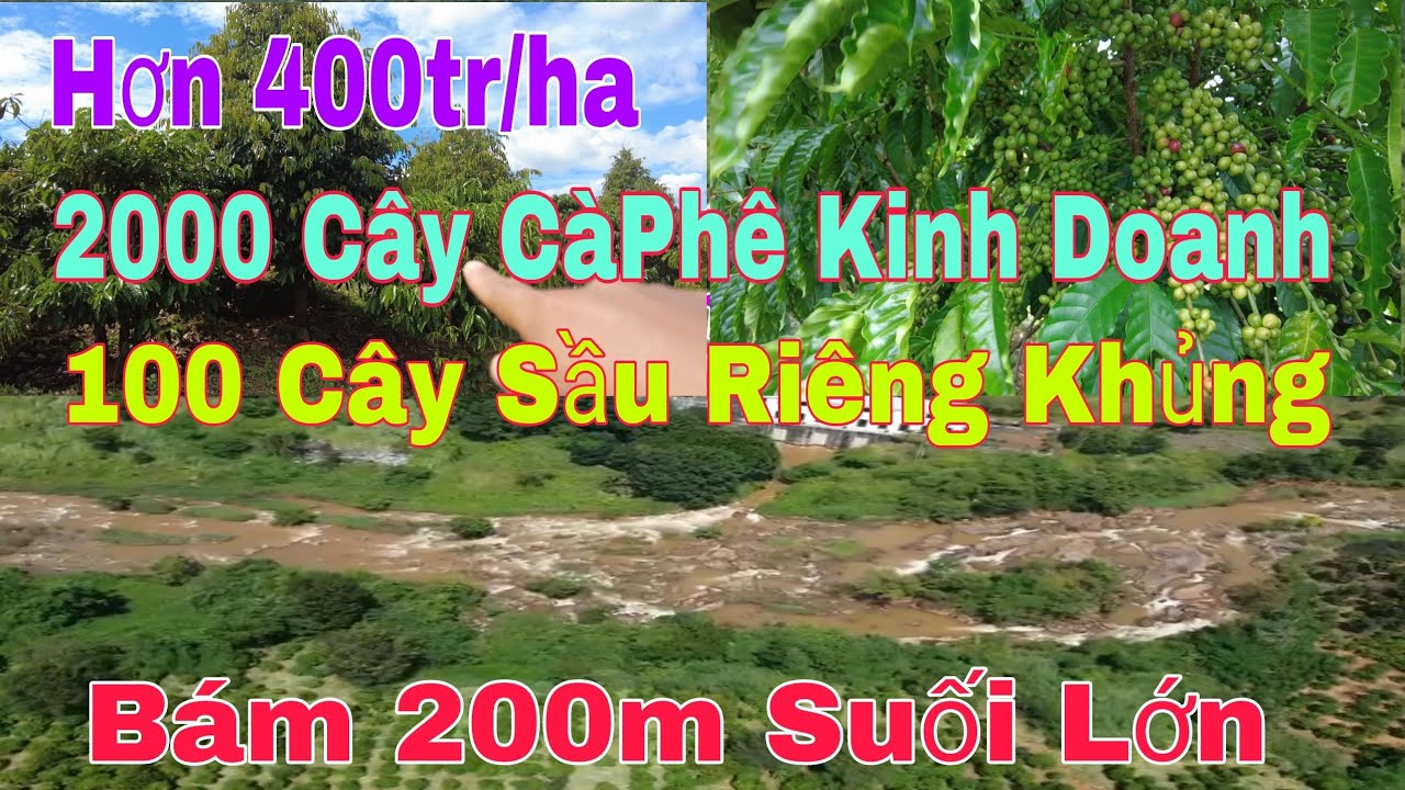 Cần Bán 2,4ha CàPhê Kinh Doanh có 100 Cây Sầu Riêng Lớn Bám 215m Suối Lớn Gần Đường Nhựa