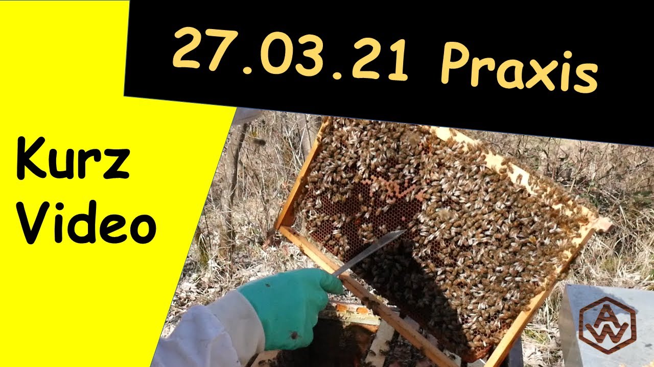 Bienen, Auswintern, erste Nachschau