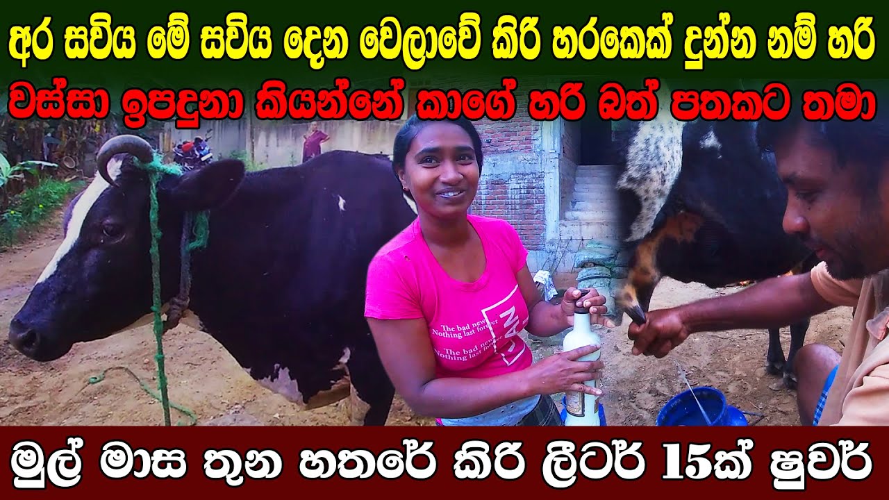 එකෙක්ගෙන් කිරි ලීටර්15 ක් ගන්නවා |මේ සවිය අර සවිය දෙන වෙලාවේ කිරි හරකෙක්වත් දුන්නනම් | dairy farming