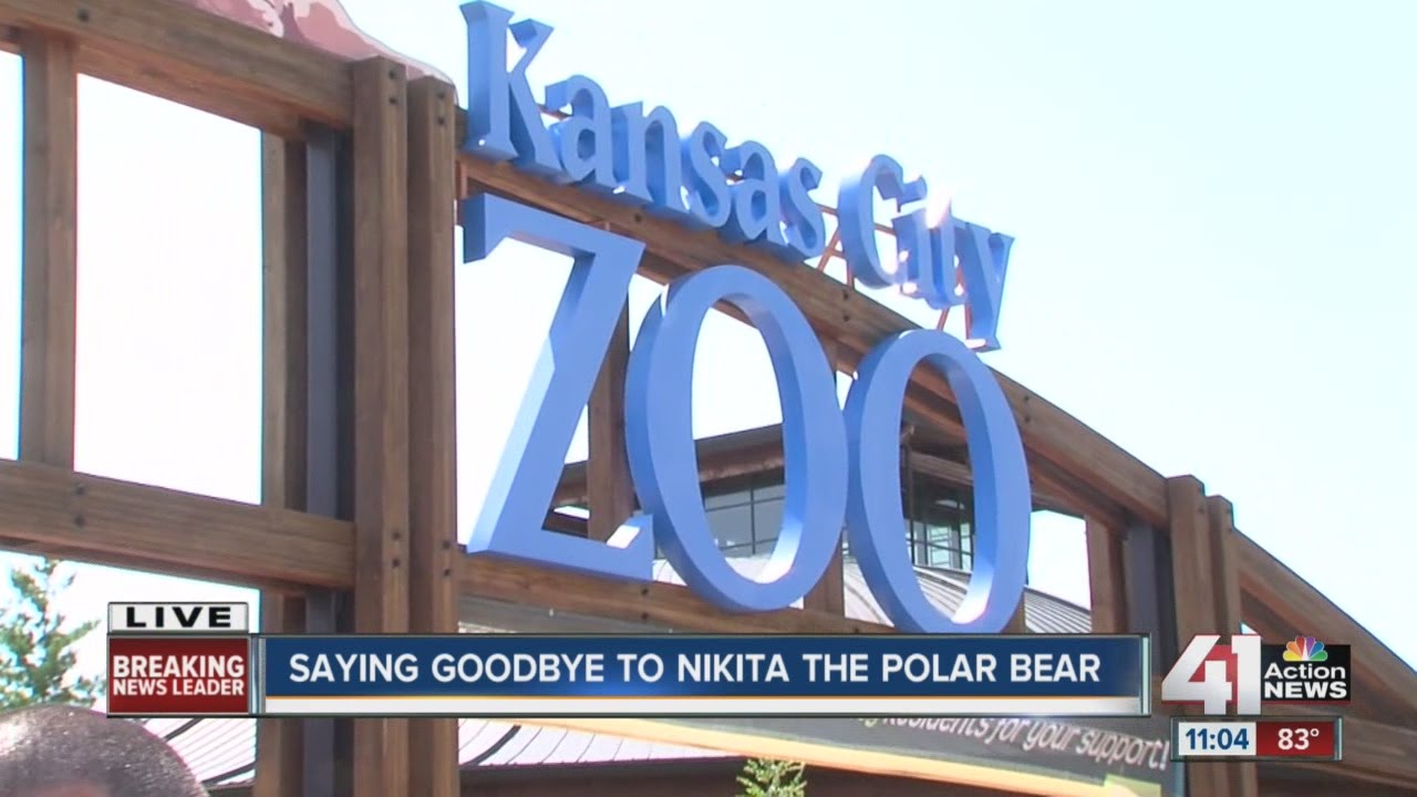 Kansas City Zoo to say goodbye to polar bear Nikita