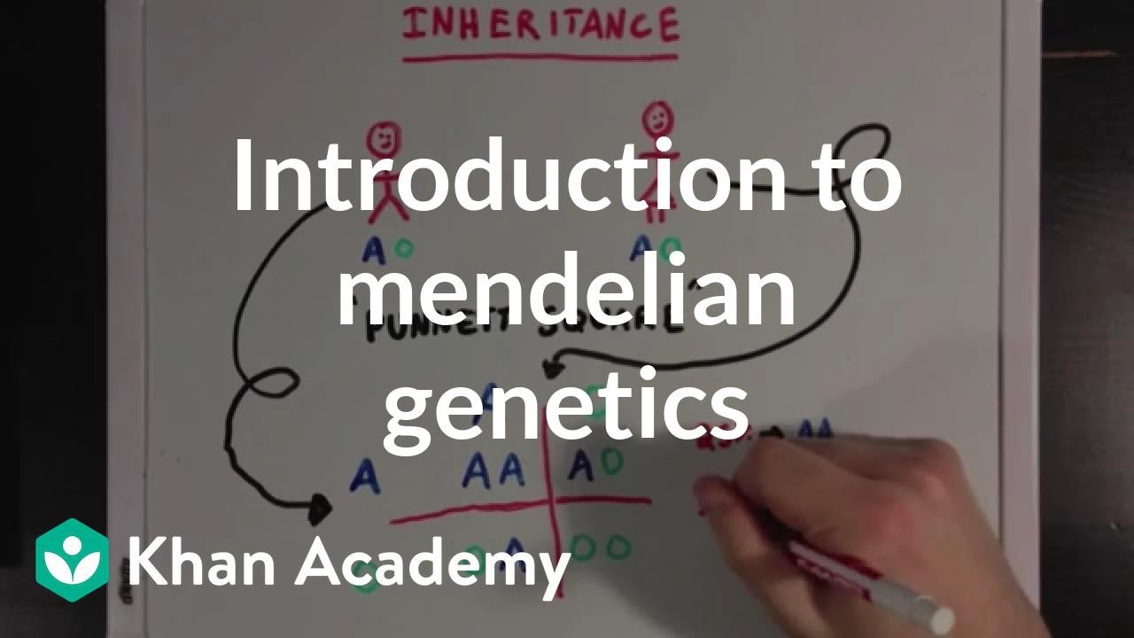 An Introduction to Mendelian Genetics | Biomolecules | MCAT | Khan Academy