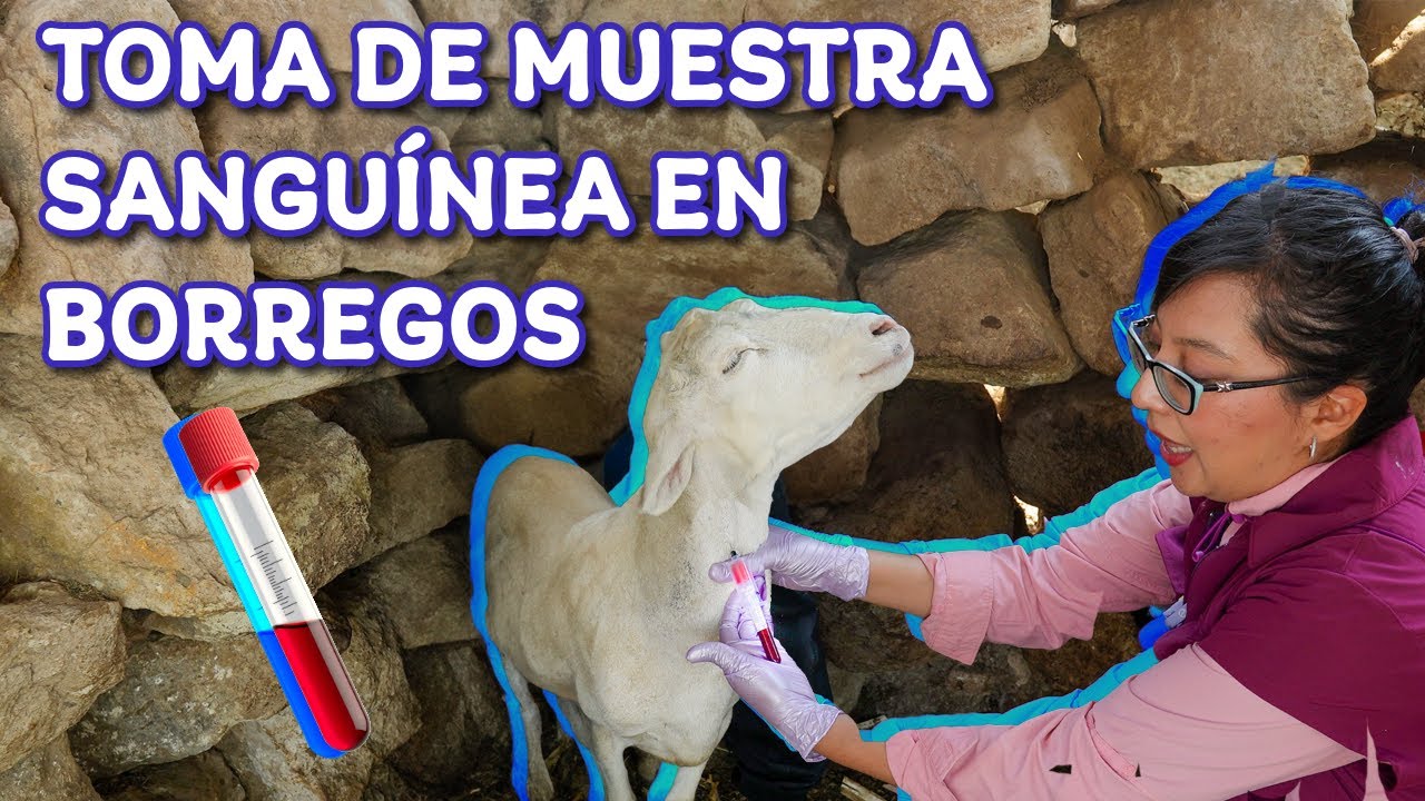 GUÍA paso a paso para la  TOMA DE MUESTRA SANGUINEA EN BORREGOS