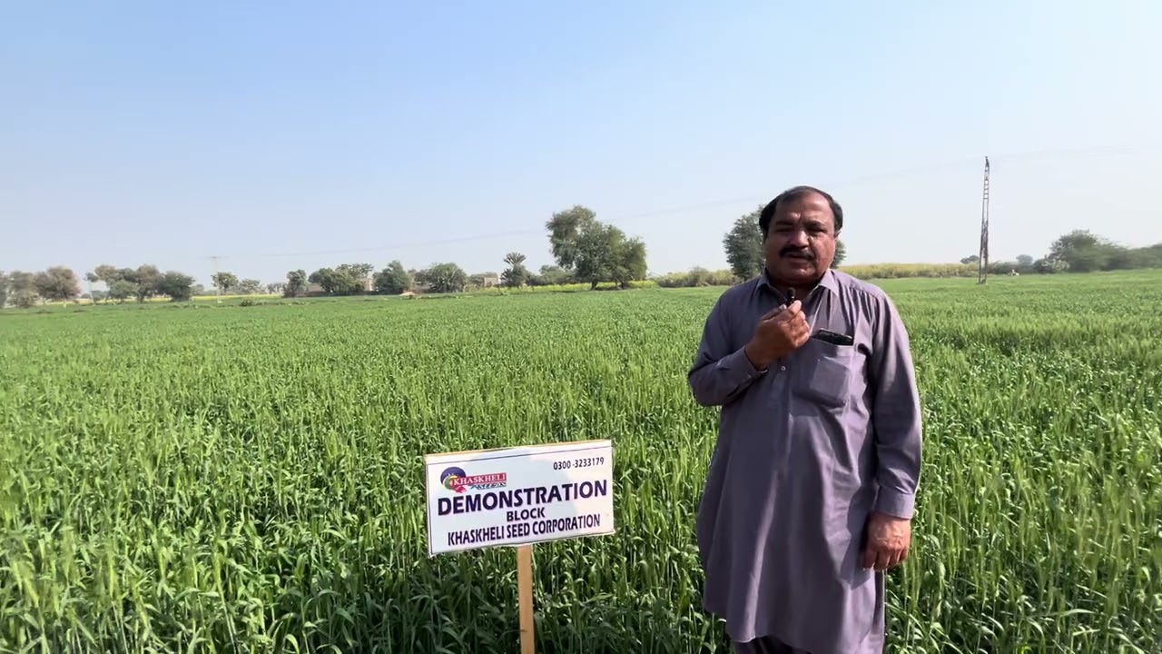 Agriculture Farm Khaskheli Seed Corp - TD-1 Wheat