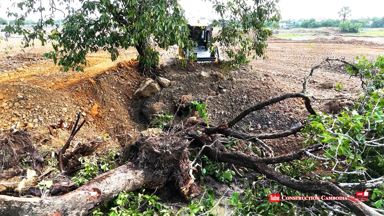 Nicely Clearing Trees Land & Huge Landfill By Skilled Operator Dozer Pushing & Massive Dumper Trucks