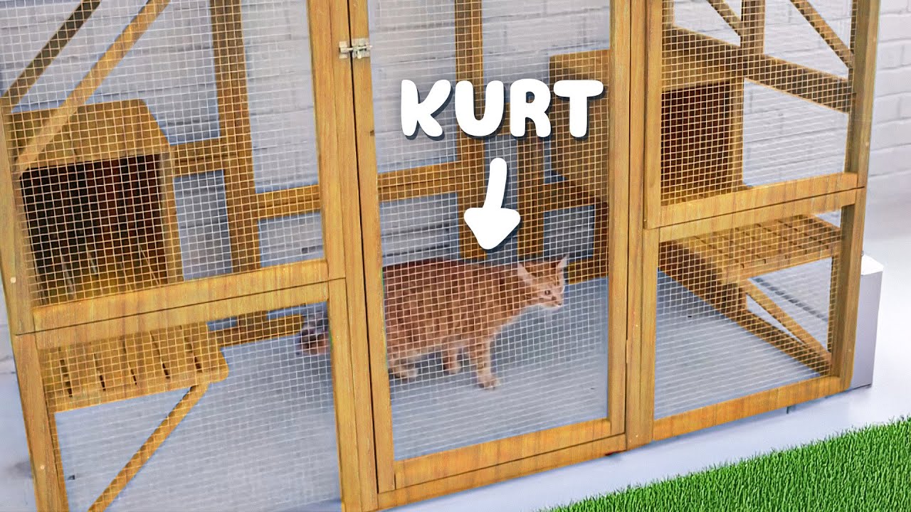 Building Kurt's Dream Catio