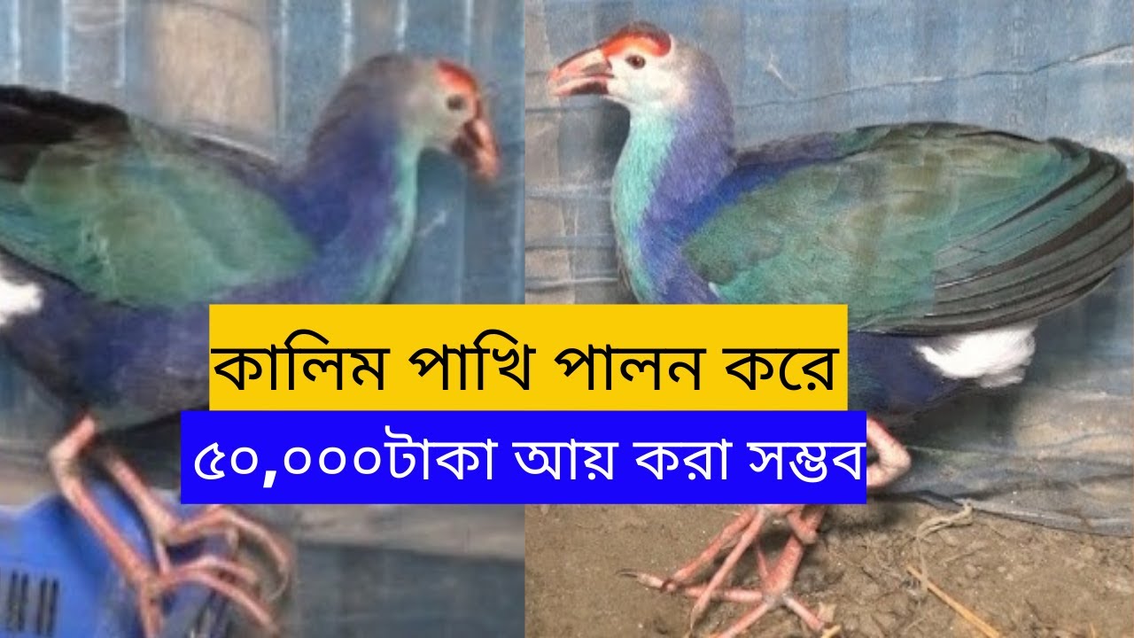 কালিম পাখির খামার কিভাবে তৈরি করবেন। এ সম্পর্কে খামারী নবিউল্লাহ ভাই এর আদ্যপান্ত বললেন।