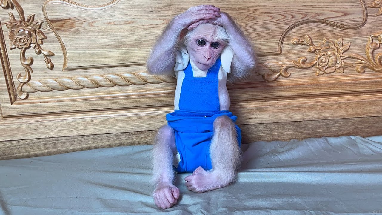 Monkey luk was worried when couldn't see his beloved toy