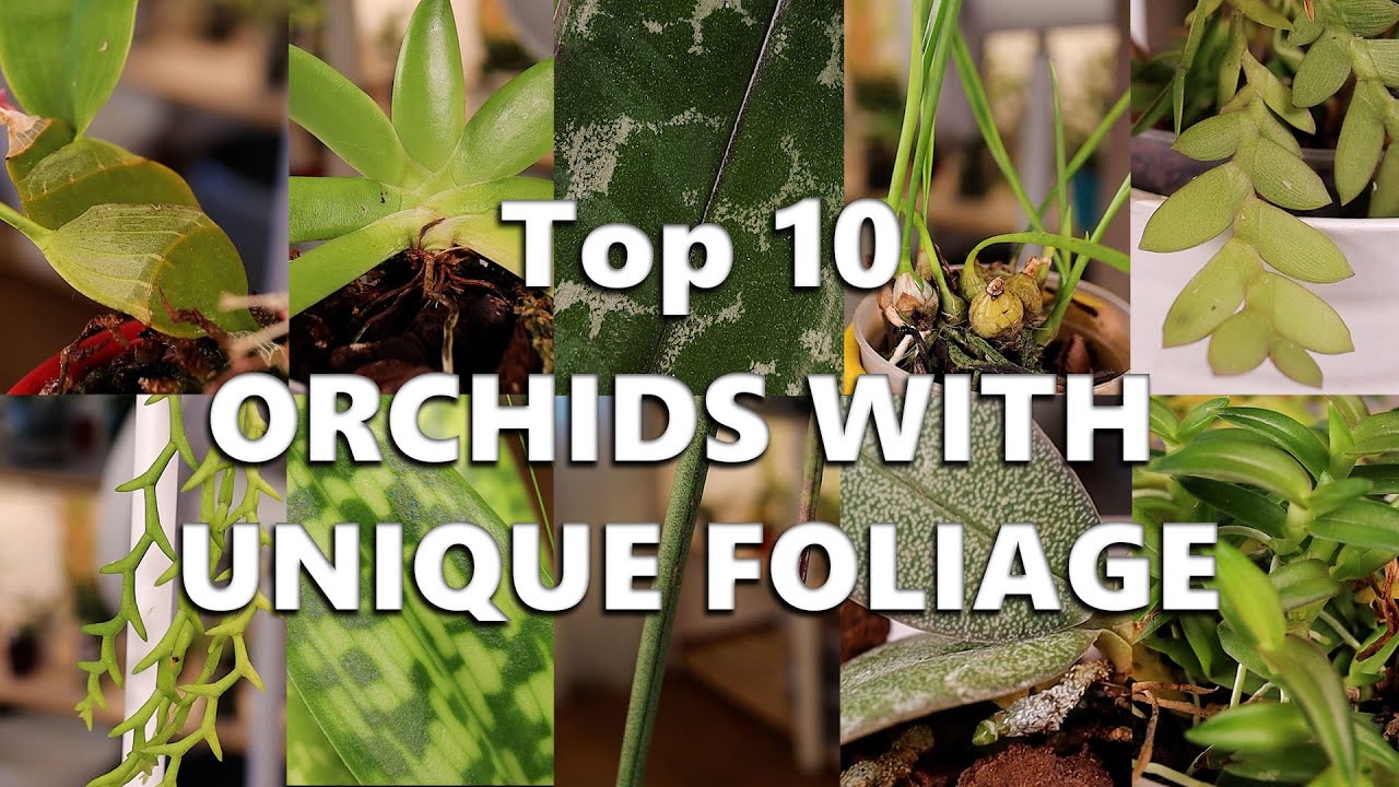 Top 10 Orchids with Unique Foliage